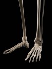 Menschliche Fußknochen — Stockfoto