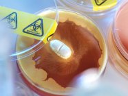 Close-up de testes de antibióticos em placa de Petri . — Fotografia de Stock