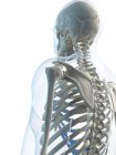 Schulterblätter am männlichen Skelett — Stockfoto