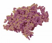 Цветной сканирующий электронный микрограф Schizosaccharomyces pombe . — стоковое фото