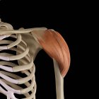 Плечова структурна анатомія з дельтоїдним м'язами — стокове фото