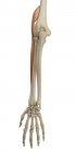 Estrutura óssea do braço inferior e anatomia funcional — Fotografia de Stock