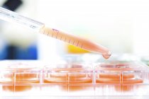 Close-up of pipetting sample for biological research. — Stock Photo