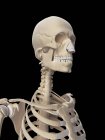 Схематическое отображение скелетной системы человека — стоковое фото