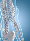 Spine, rib cage and arm bones — Stock Photo