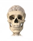 Calavera humana y anatomía cerebral - foto de stock