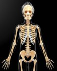Skeletal system and cartilage of adult human — Stock Photo