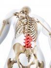 Pain localisation in lumbar spine — Stock Photo