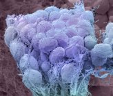 Жировые клетки и поддерживающие соединительные ткани — стоковое фото