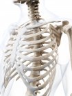 Human rib cage anatomy — Stock Photo