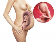 Developing 40 week foetus — Stock Photo