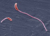 Бактерії Clostridium phytofermentans — стокове фото
