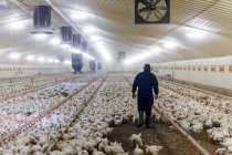 Agriculteur marchant dans une grange avec des poules — Photo de stock