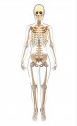 Нормальний кісткової системи — стокове фото