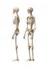 Нормальный скелет человека — стоковое фото