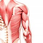 Muscolatura della schiena e del braccio umano — Foto stock