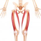 Людськими ногами мускулатури — стокове фото