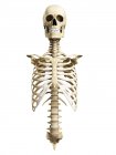 Torax, columna vertebral y cráneo - foto de stock
