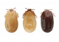 Garrapatas adultas parasitarias - foto de stock