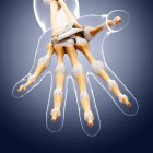 Анатомия костей рук человека — стоковое фото