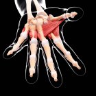 Musculatura de la mano humana - foto de stock