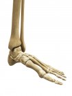 Візуальне відображення кісток ніг — стокове фото