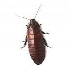 Madagascar hissing cockroach — Stock Photo