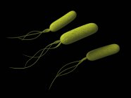 Pseudomonas-Bakterien auf schwarzem Hintergrund — Stockfoto