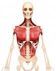 Musculatura nas costas e no peito — Fotografia de Stock