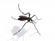 Erwachsene weibliche Mücke — Stockfoto