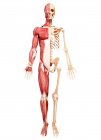 Людське тіло мускулатури — стокове фото