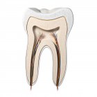 Анатомія здорового зуба — стокове фото