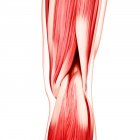 Musculatura da perna humana — Fotografia de Stock
