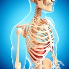 Thoracic diaphragm muscle — Stock Photo