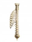 Visualización de las costillas y la columna vertebral - foto de stock