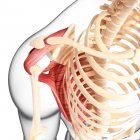 Human shoulder musculature — Stock Photo