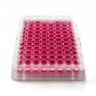Cell culture plate on white background. — Stock Photo