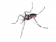Дорослі жінки комарів — стокове фото