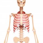 Musculatura intecostal humana - foto de stock