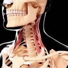 Musculature du cou humain — Photo de stock