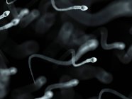 Menschliche Spermien — Stockfoto