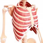 Musculatura intercostal humana - foto de stock
