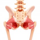 Musculatura de cadera humana - foto de stock