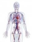 Système vasculaire humain — Photo de stock