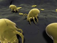 Mikroskopisch kleine Hausstaubmilben auf dem Boden — Stockfoto