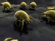 Microscopic dust mites colony — Stock Photo