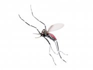 Mosquito voador isolado no fundo branco — Fotografia de Stock