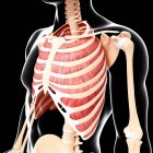 Human intercostal musculature — Stock Photo