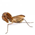 Mantis africana en pose amenazante - foto de stock