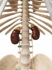 Kidneys and adrenal glands — Stock Photo